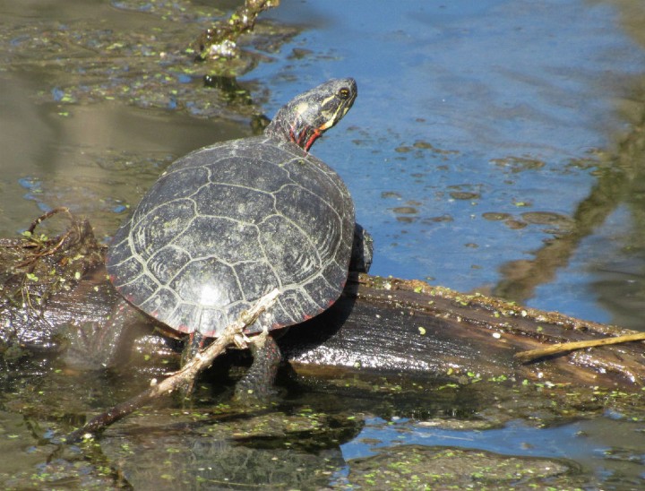 Midland Painted Turtle